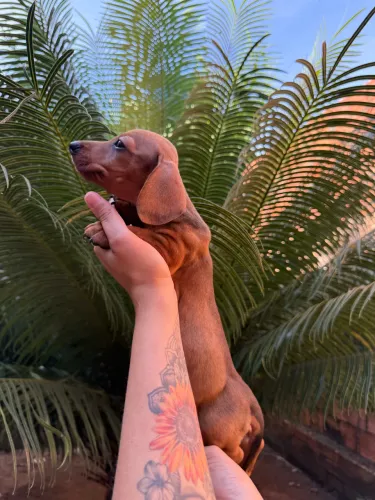 Dachshund (Salsichinha) FÊMEA, 10x SEM JUROS!!!