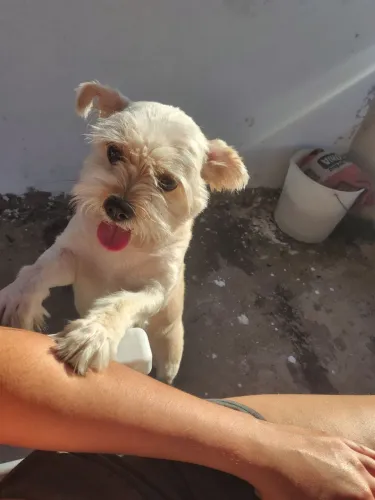 Cachorra Lhasa apso