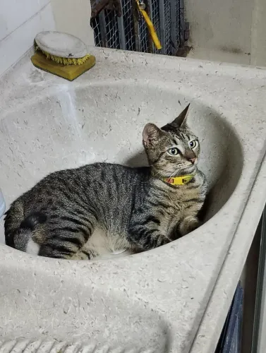Gato para doação