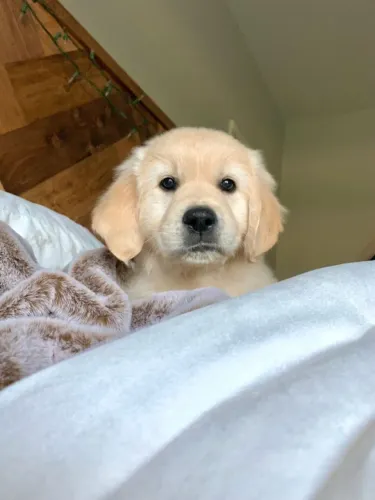 Golden charmoso