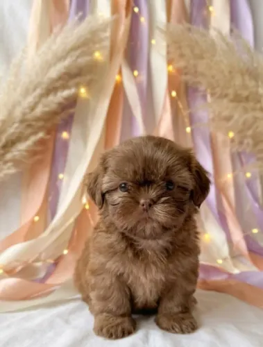 Shih Tzu Macho Chocolate | 55 Dias | Vacinado e Vermifugado