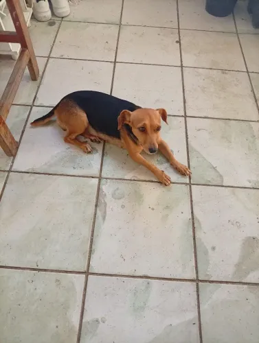 Cachorra