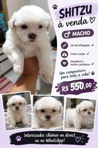 Vende se filhote de Shitzu 