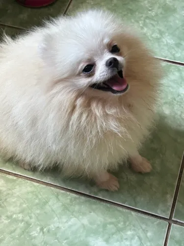Lindo Lulu para namorar