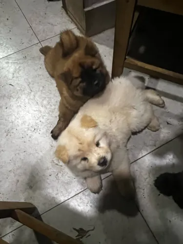 Filhote chow chow
