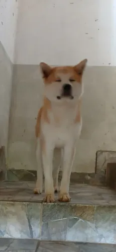 Akita 