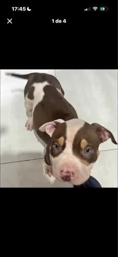 Pit monster