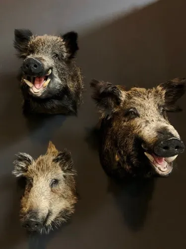 Cabeça de Javali Taxidermia / Troféu Decorativo?