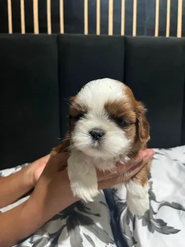 Cachorro 