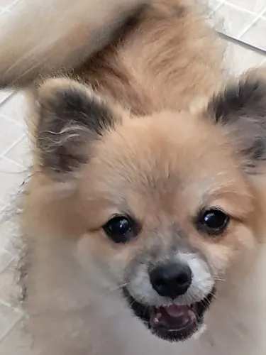 Animais de estimação cachorro macho e fêmea 