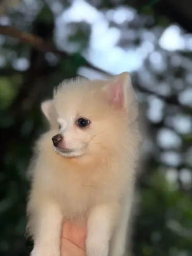 Filhote Lulu spitz pedigree