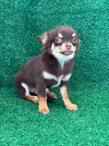 Chihuahua mini