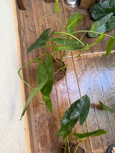 PHILODENDRON IMBE