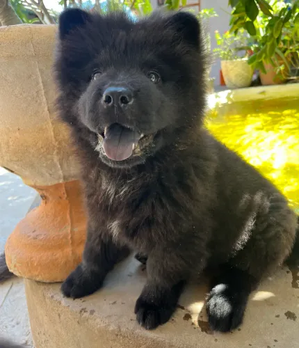 Filhote chow chow