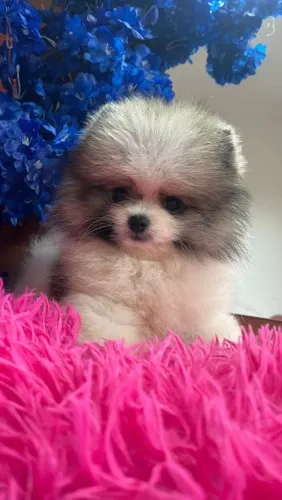 Lulu da Pomerânia 