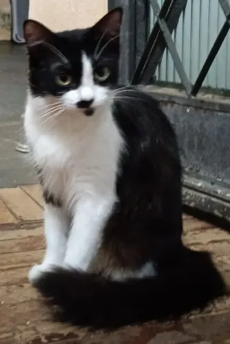 Doação de linda gatinha de 7 meses