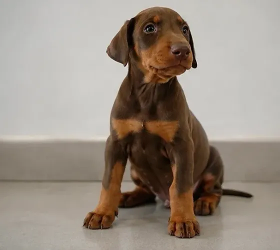 Filhote de Doberman macho