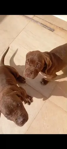 Filhotes CANE CORSO puros com 3 meses de idade, vacinados e com pedigree.