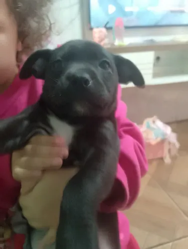 Estou doando 3 cachorrinhos filhotes 