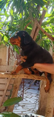 Vende_se filhotes de cachorro Rottweiler
