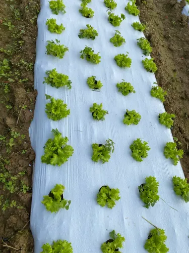 Plástico Mulching 25x25