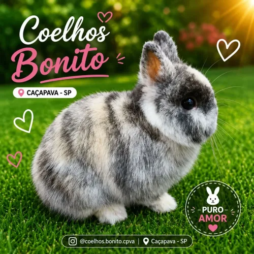Coelho anão Dwarf padrão show
