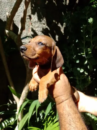 dashshund (salsichinha)