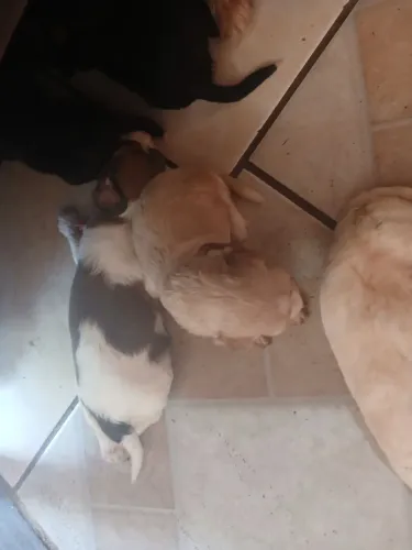 Filhotes de poodle Raça pura