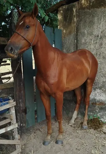 Cavalo à venda!