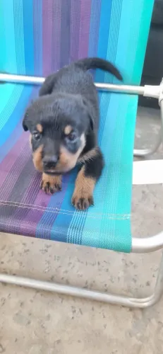 Vendo Rottweiler fêmea