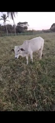 Dois garrotes no precinho, até 50 km entrega grátis, passou disso negócio a entrega.