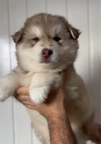 Husky siberiano pelagem wooly 