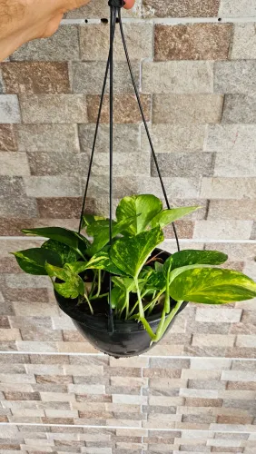 Planta jibóia no vaso