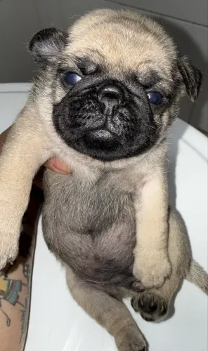 Pug filhote