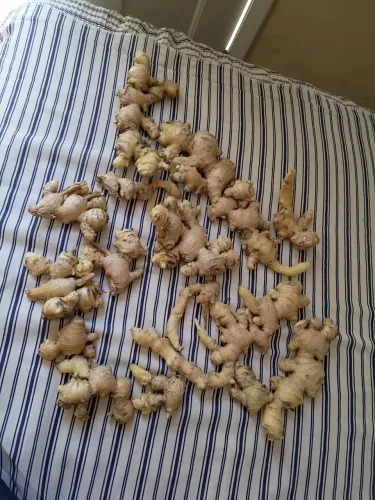 Gengibre