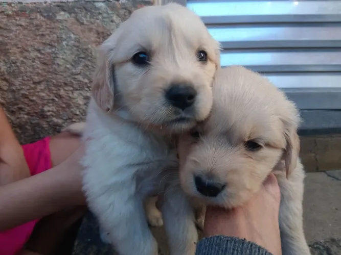 Filhote de Golden Retriever legítimo a Preço Imperdível