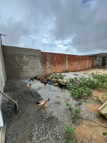 Vende-se lote todo murando e com casa em ponto de madeira 