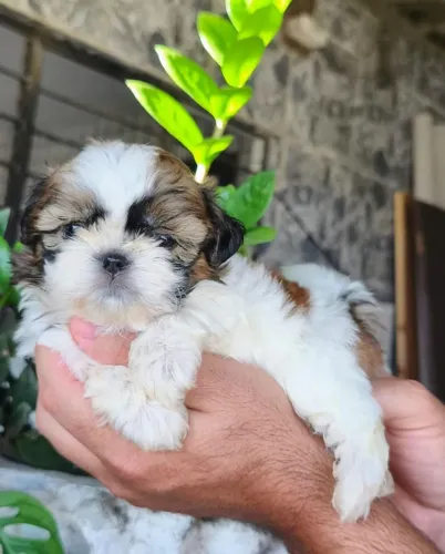 Shitzu Macho PRONTA ENTREGA