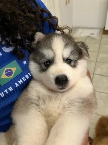 Husky siberiano fêmea