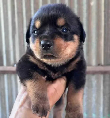 Rottweiler Filhotes Belos Cães de Guarda. 