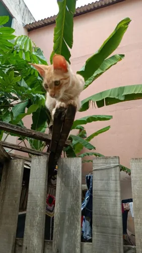 Doação de gatinho macho 