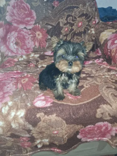 Yorkshire fêmea 4meses