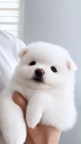 Cachorro
