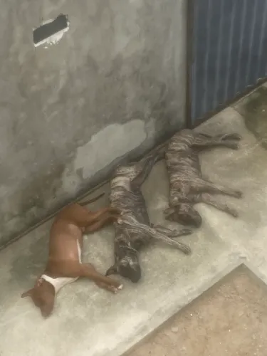 Pitbull fêmeas pra vender gêmeas