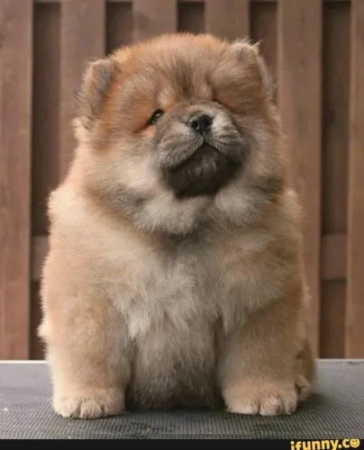 Chow Chow laranja - 56 dias já disponível 