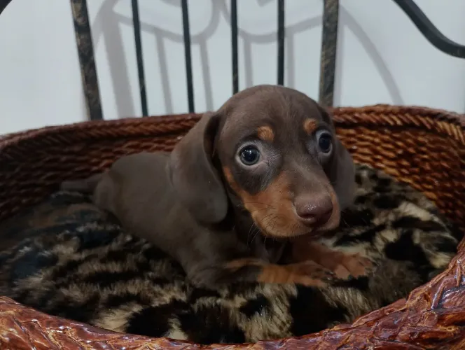 Filhote macho de Dachshund Chocolate
