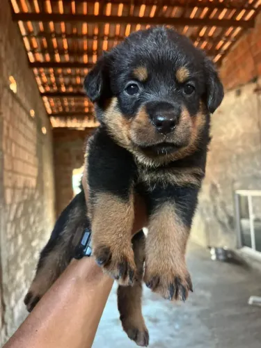 Filhotes de rottwailer
