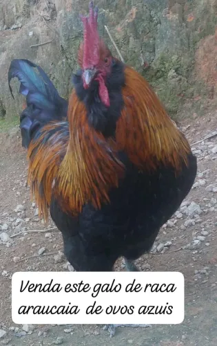 galo da raça ovos azul