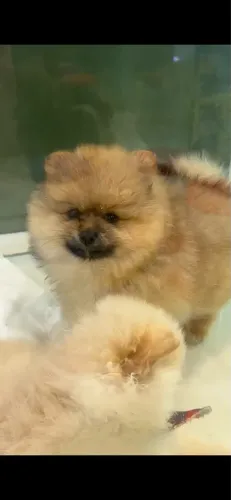 Lulu da pomerânia anão