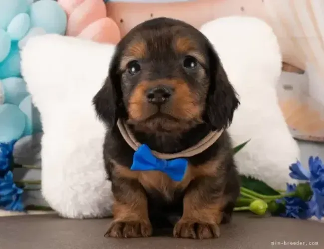 Bebezinho dachshund/teckel/basset/salsicha/cofap dócil vacinado